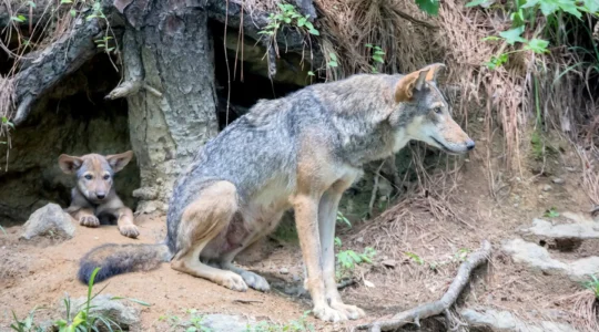 tanière du loup.png